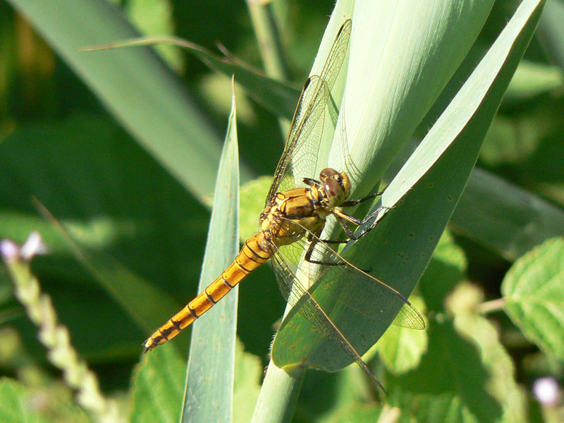 Quale Sympetrum? - Orthetrum cancellatum (femmina)